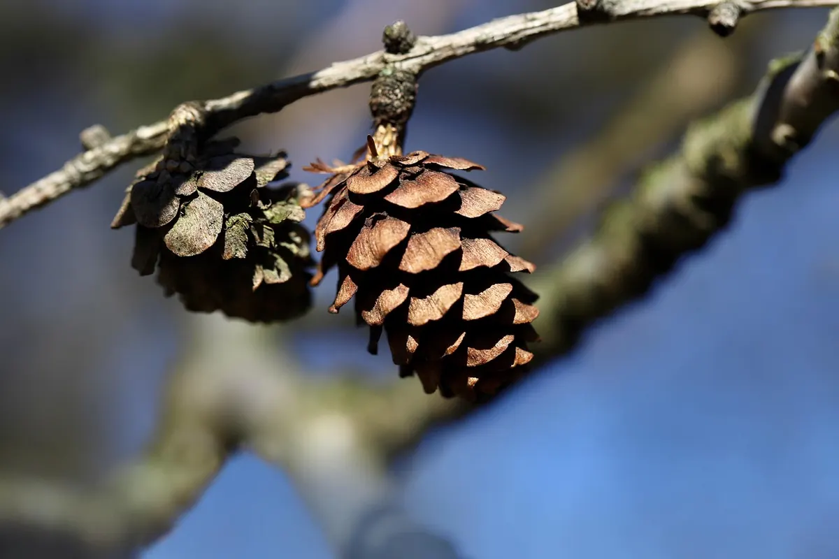 European Larch vs Japanese Larch: Key Differences for UK Growers