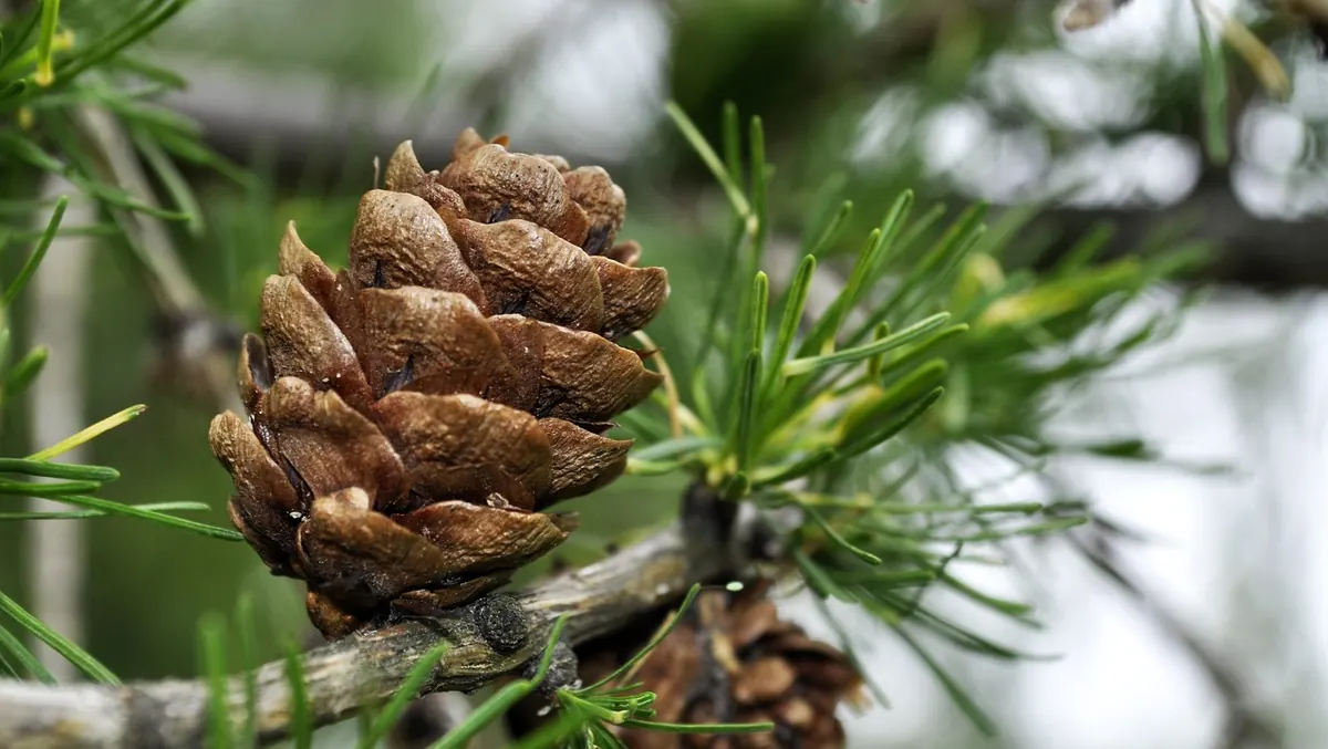 Growing Larch from Seed: Collecting, Stratifying and Sowing
