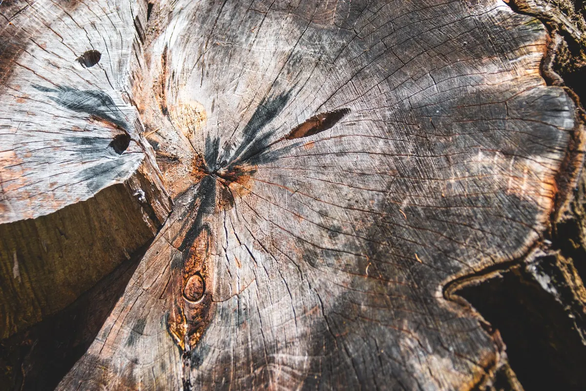 Phytophthora ramorum in Larch: Symptoms and Biosecurity