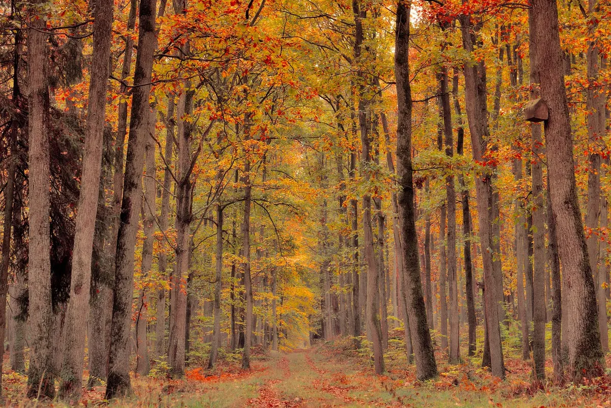 UK Woodland Walks for Larch Autumn Colour