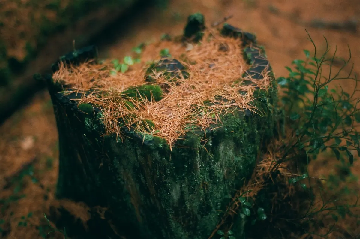 Why Is My Larch Losing Its Needles? Autumn Drop Explained